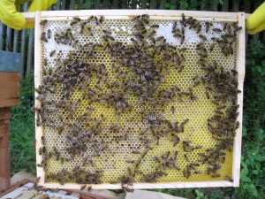 Bees on a 14x12 National frame
